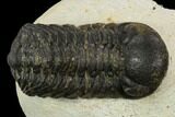 Bargain, Austerops Trilobite - Visible Eye Facets #119991-2